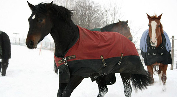 Winter-130130