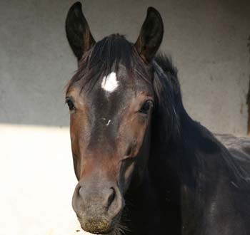 horse-d1