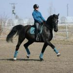 horse-f1